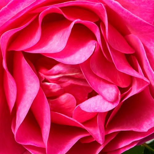 Rózsaszín - Rózsa - The Fairy Tale Rose™ - Online rózsa vásárlás